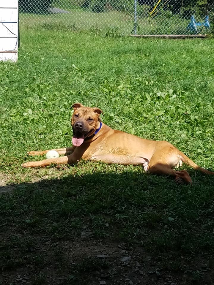 Pets for Adoption at Huntingdon County Humane Society, in ...