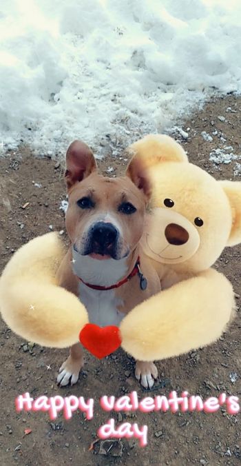 Have you hugged a shelter dog today?