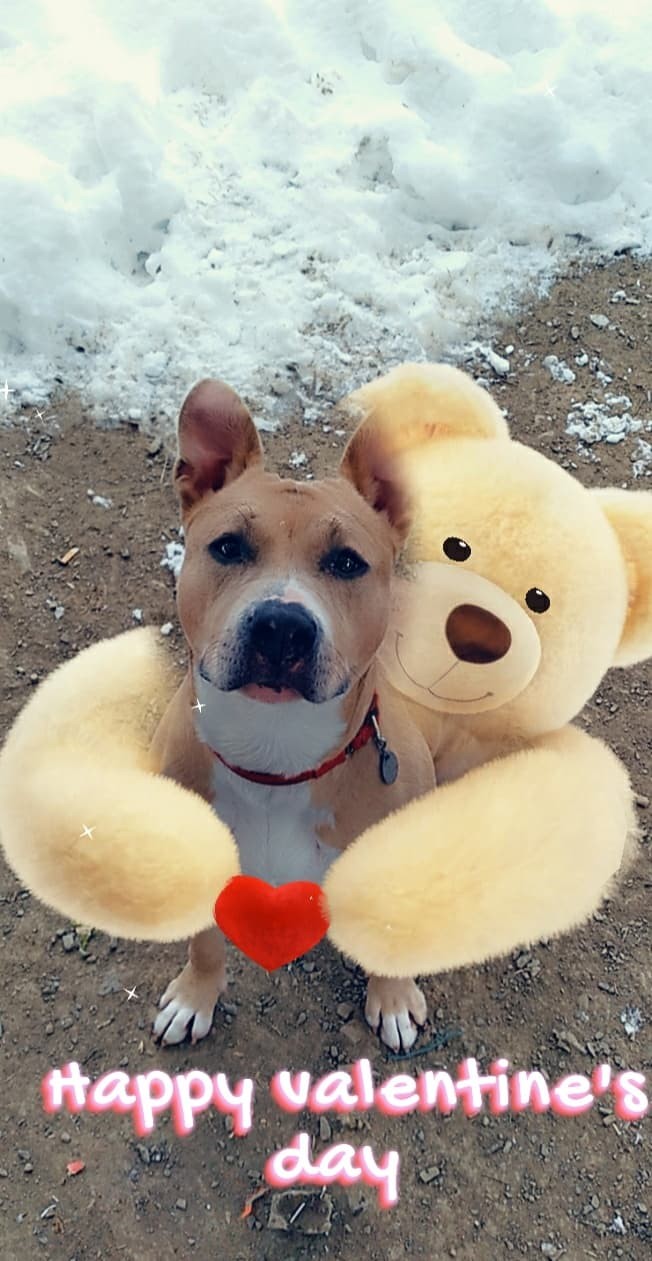 Have you hugged a shelter dog today?