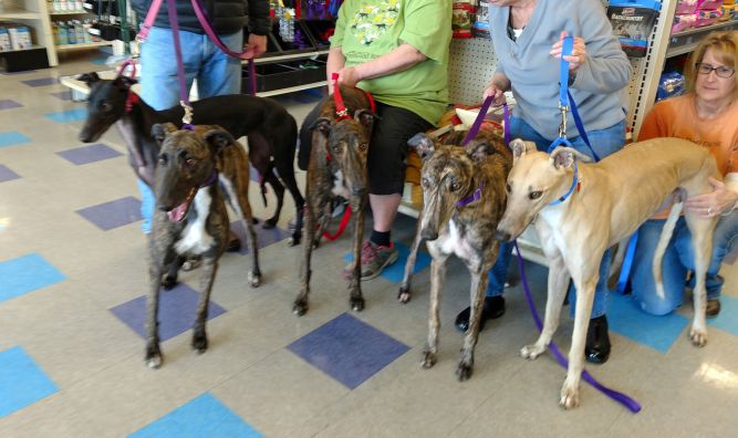 Linda Anns Greyhound Adoption Inc.