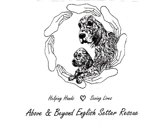 Above and Beyond English Setter Rescue