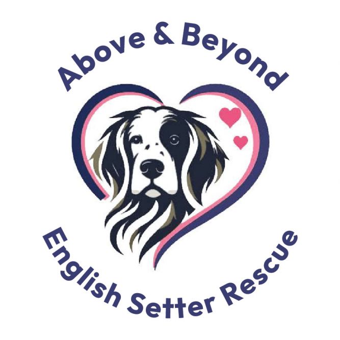Above and Beyond English Setter Rescue