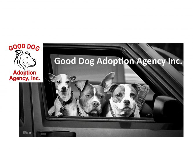 Good Dog Adoption Agency, Inc.