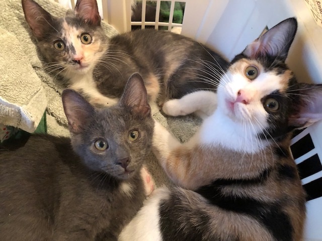 Susans Cats and Kittens