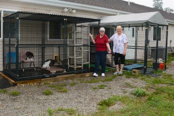 Outdoor Enclosure for Cats (Catio)