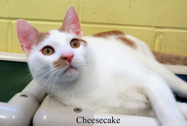 Cheesecake