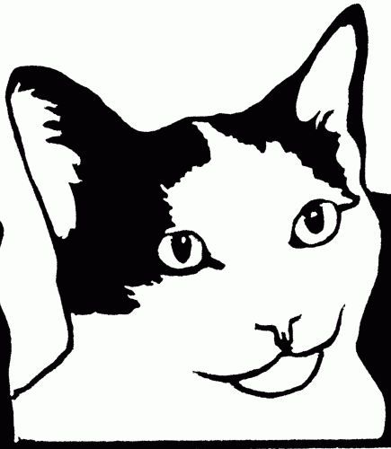 Absolutely Purrfect