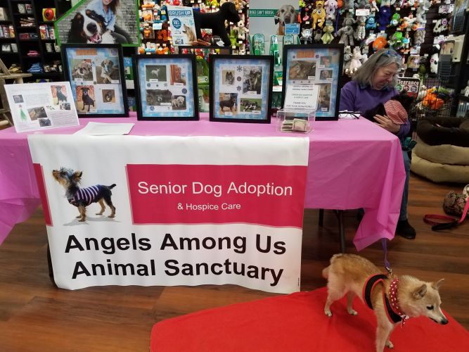 Angels Among Us Animal Sanctuary