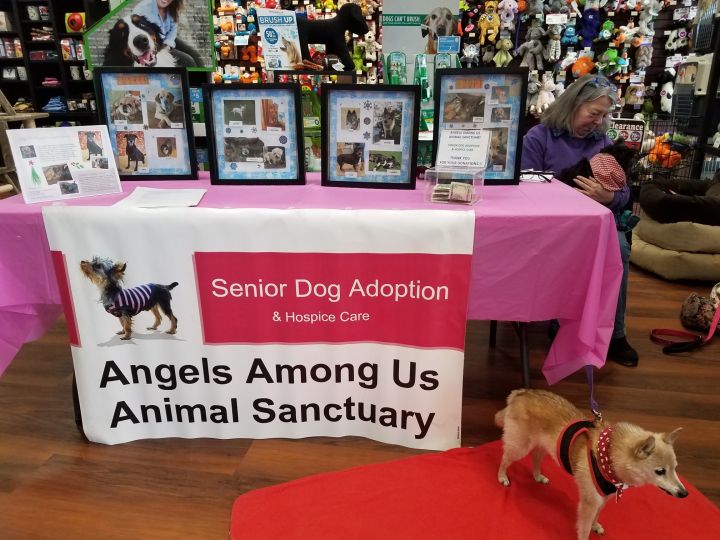 Pets For Adoption At Angels Among Us Animal Sanctuary In Quentin Pa Petfinder