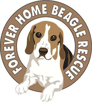 Forever Home Beagle Rescue