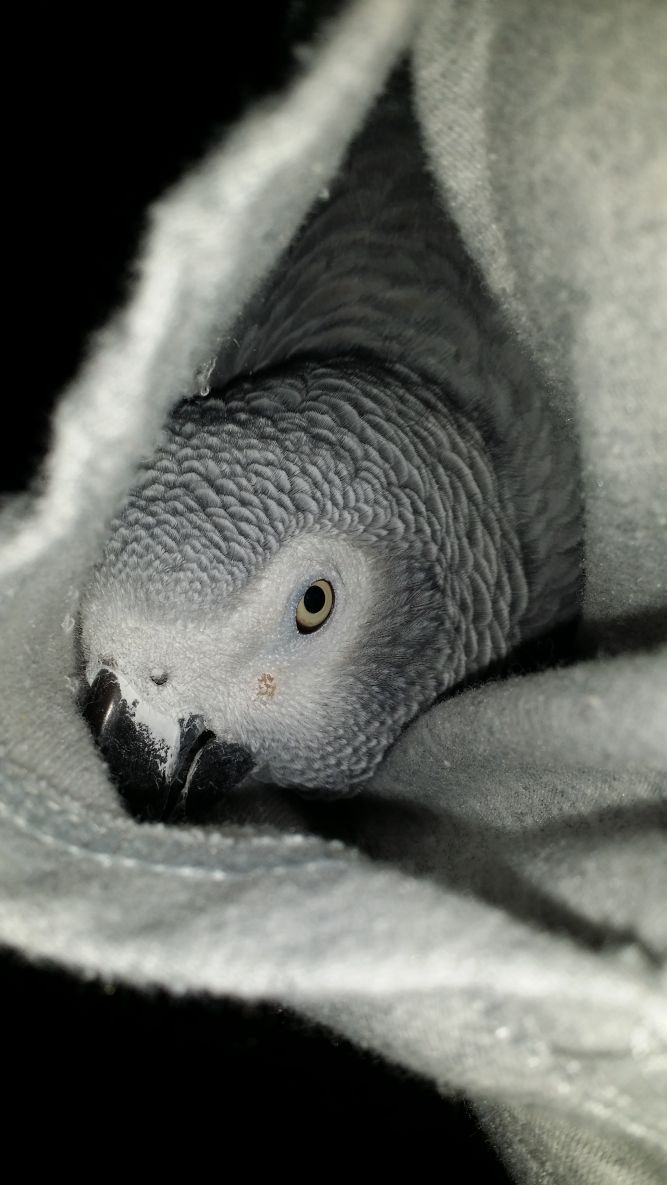 JoJo the Grey Adoption and Rescue for Birds Inc.