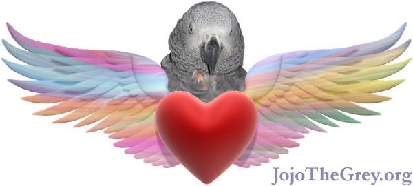 JoJo the Grey Adoption and Rescue for Birds Inc.