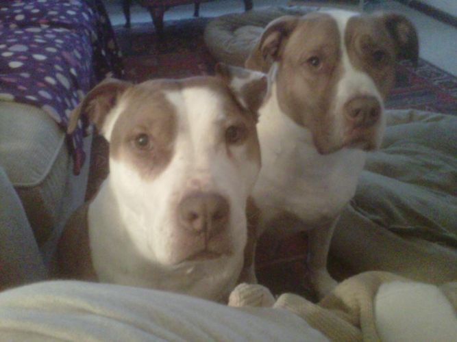 The Polished Pitbull
