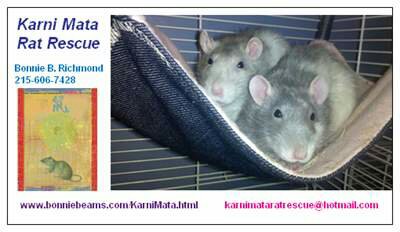 Karni Mata Rat Rescue