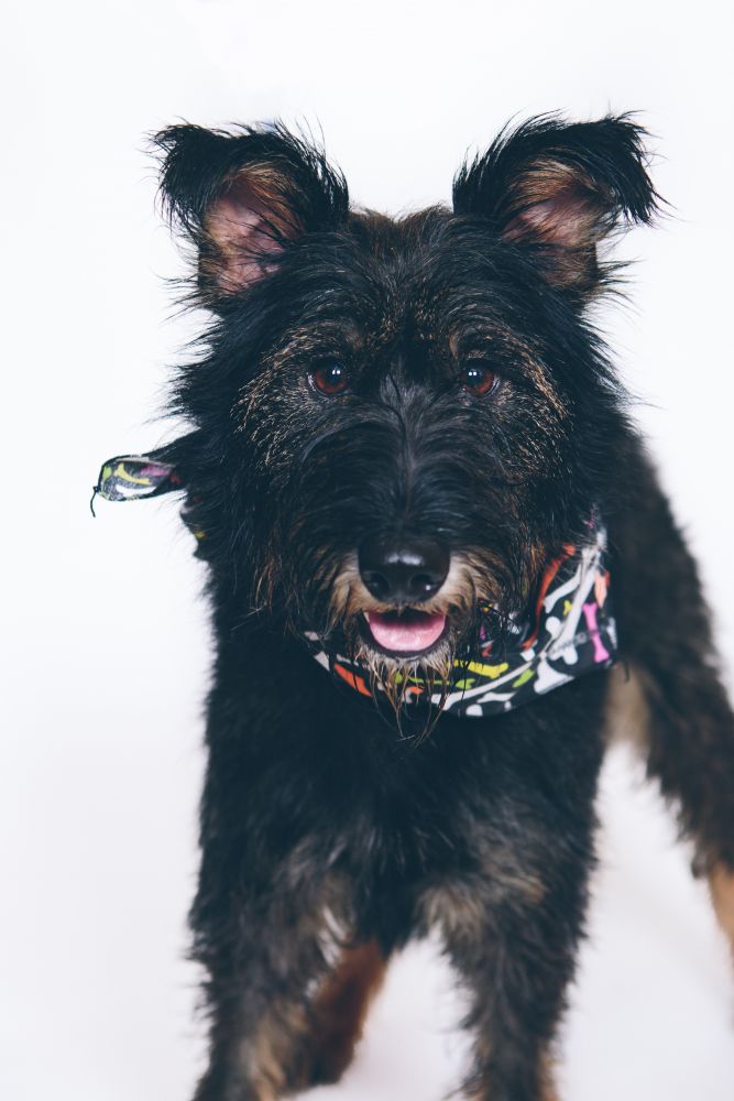 Lawrence County Humane Society