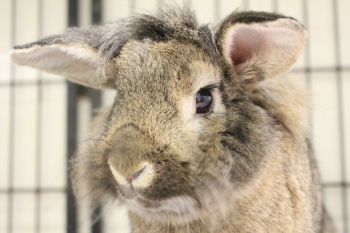 Rabbits are neutered prior to adoption.
