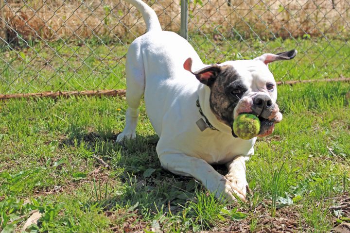 new hope pa animal shelter