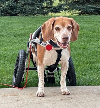 Nittany Beagle Rescue