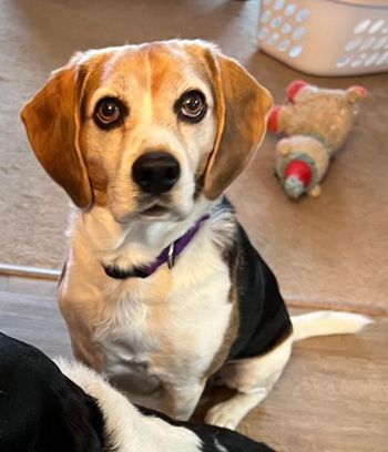 Beagle rescue hot sale adoption