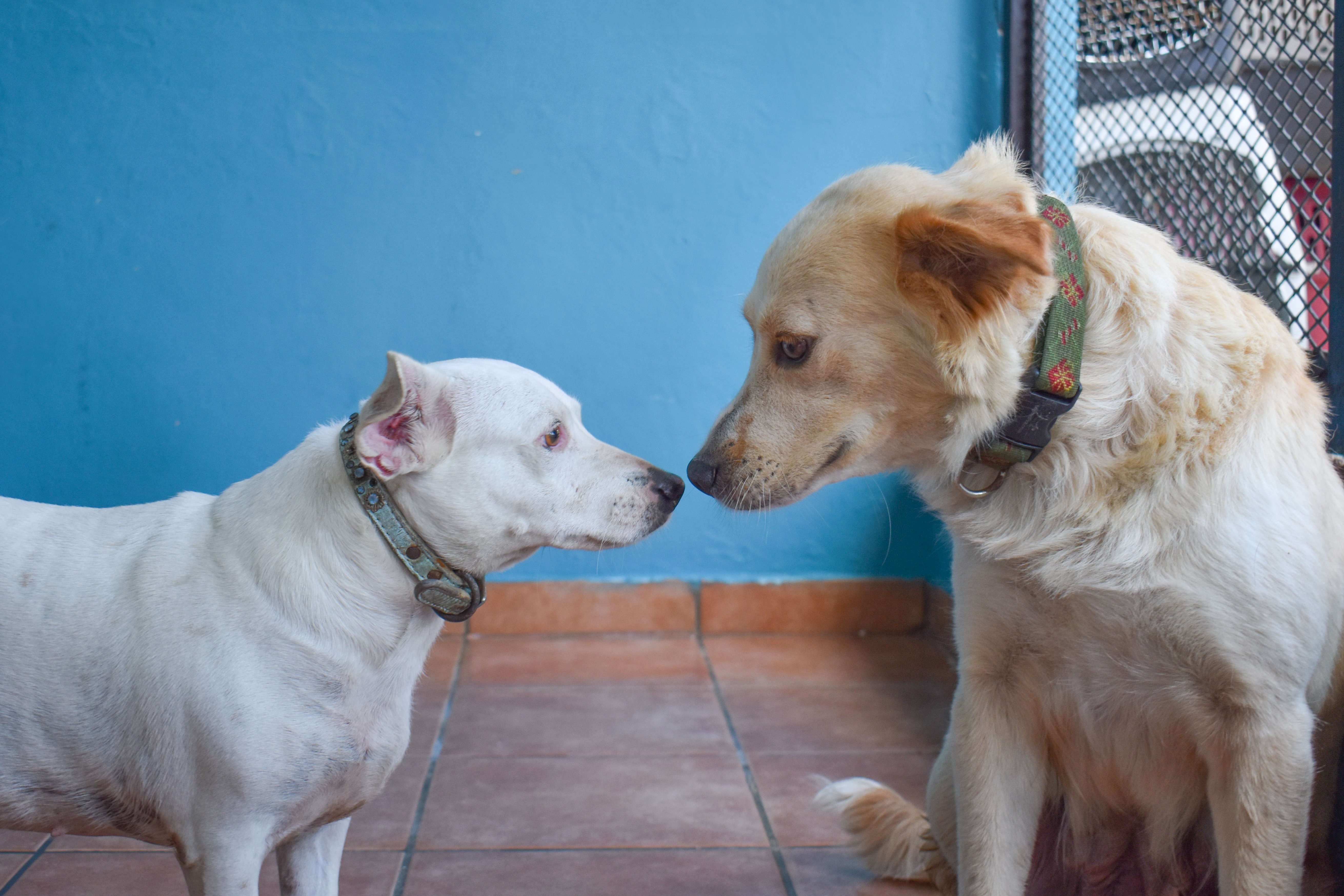 Pets For Adoption At Amigos De Los Animales In Loiza Pr Petfinder