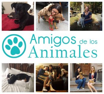 Pets for Adoption at Amigos De Los Animales, in Loiza, PR | Petfinder