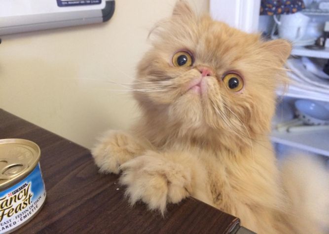 Chatopia (formerly Animal Adoption Montreal)