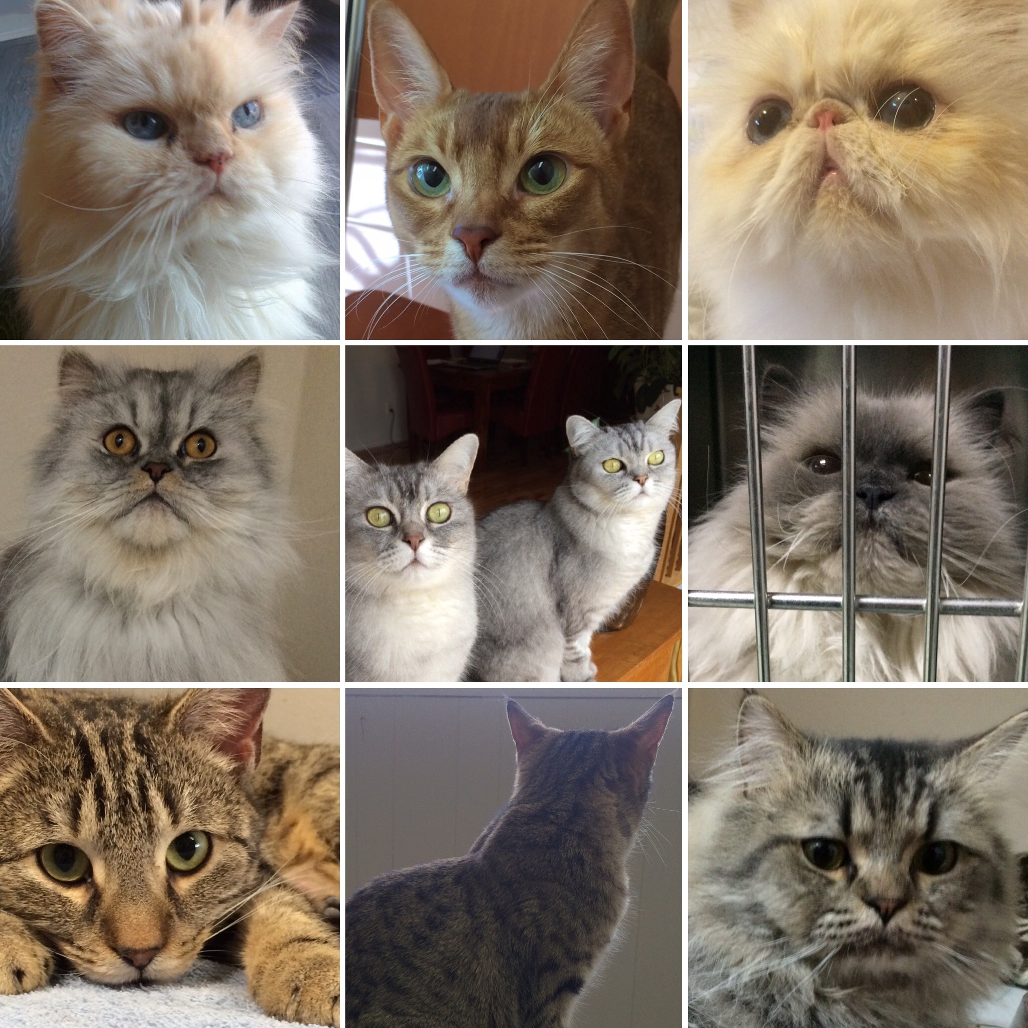 Pets for Adoption at Chatopia (formerly Animal Adoption Montreal), in