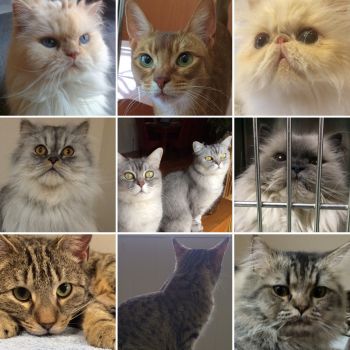 Beauty comes in all colours, breeds and sizes