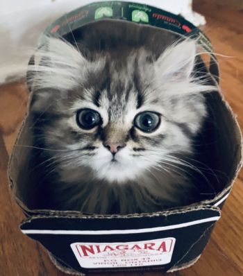 Donations for medical care saves lives.