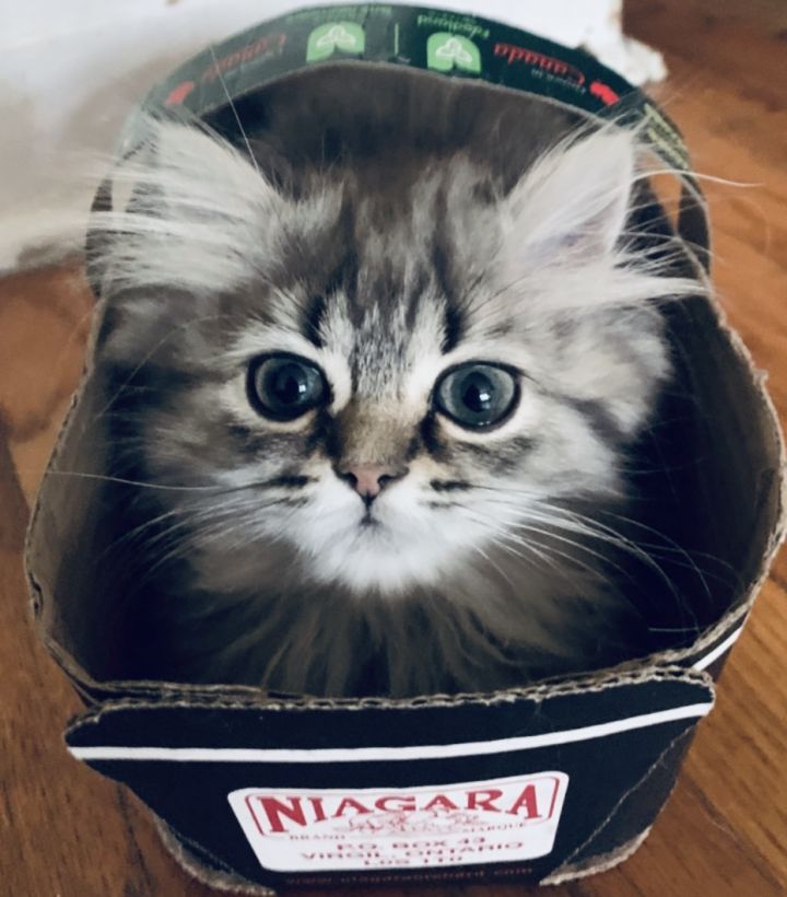 Donations for medical care saves lives.