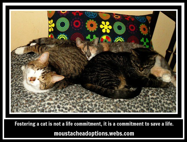 Reliable foster homes are always needed.