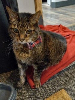 Pets for Adoption at Richmond Animal Control, in Wyoming