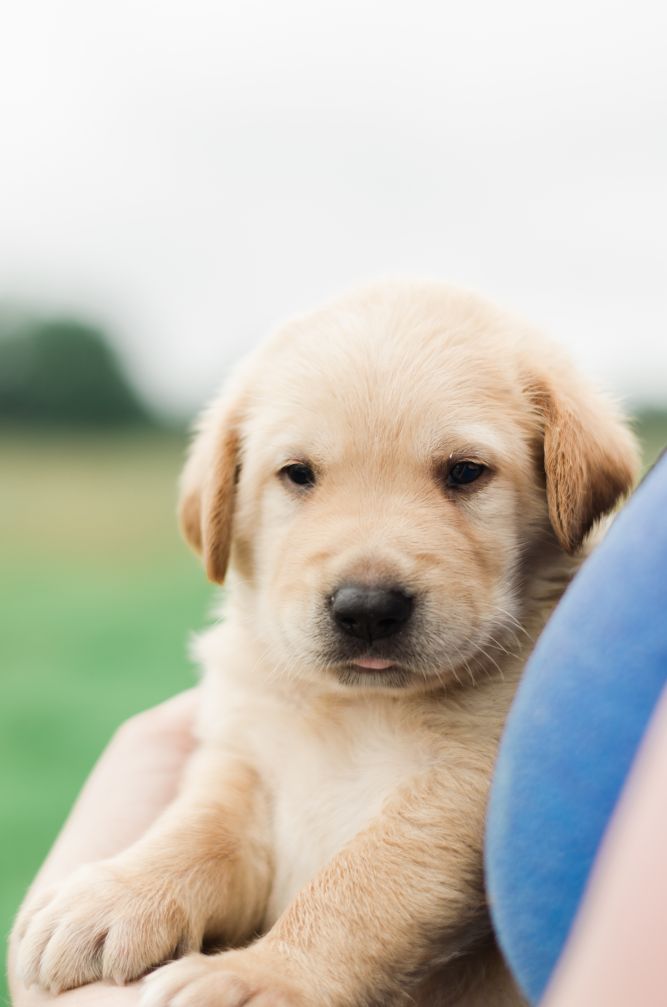 Pets for Adoption at Crossroads Animal Rescue-CARE, in Seneca, SC |  Petfinder