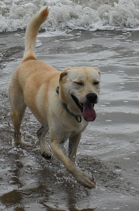 Animal Lovers of Edisto Canine Rescue