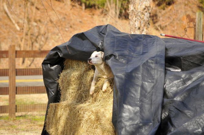 Hollow Creek Farm Equine and Canine Rescue