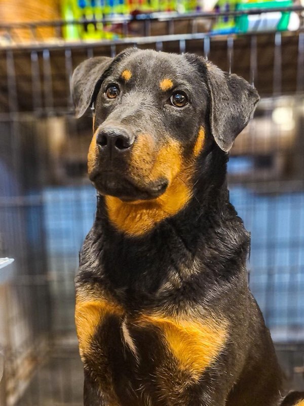 Concerned Citizens for Animals