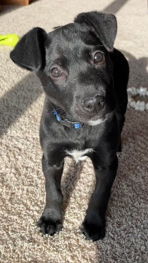 Sioux falls store humane society dogs