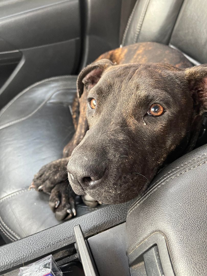 Pets For Adoption At Almost Home Canine Rescue In Sioux Falls Sd Petfinder