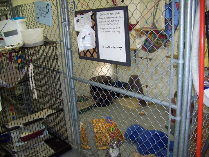 1 of 3 communal cat cages