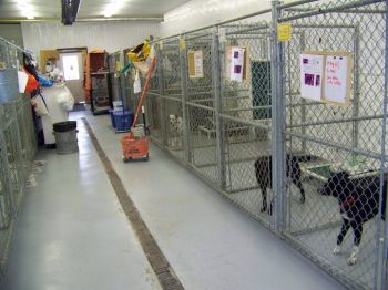 inner dog kennels