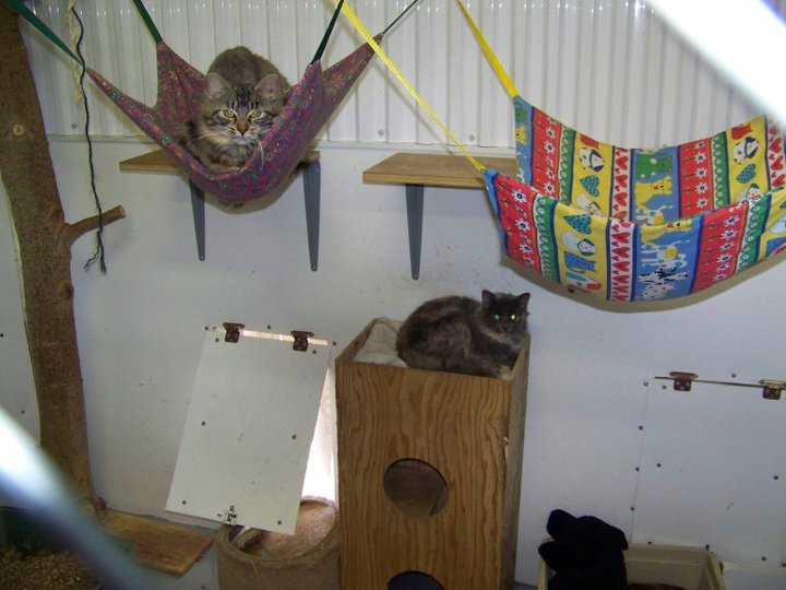 communal cat cage