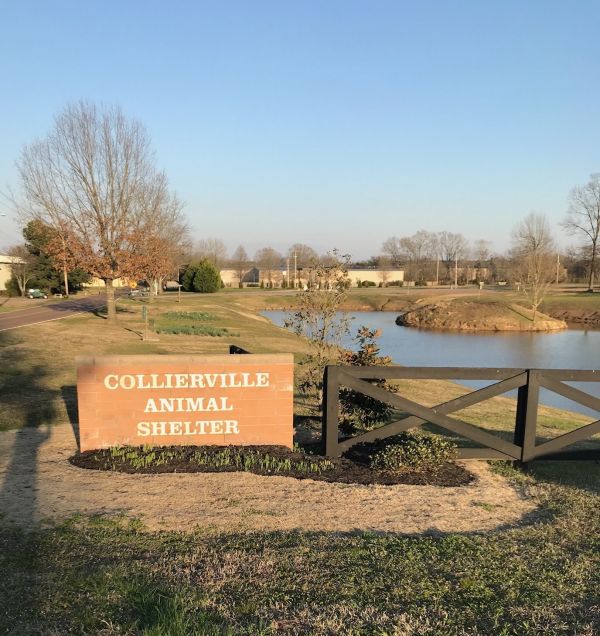 Collierville Animal Services