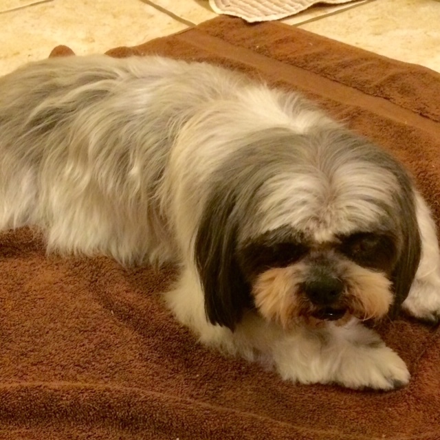 Shih-Tzu and Precious Paws Rescue