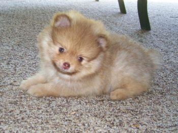 Pomeranian small deals breed rescue