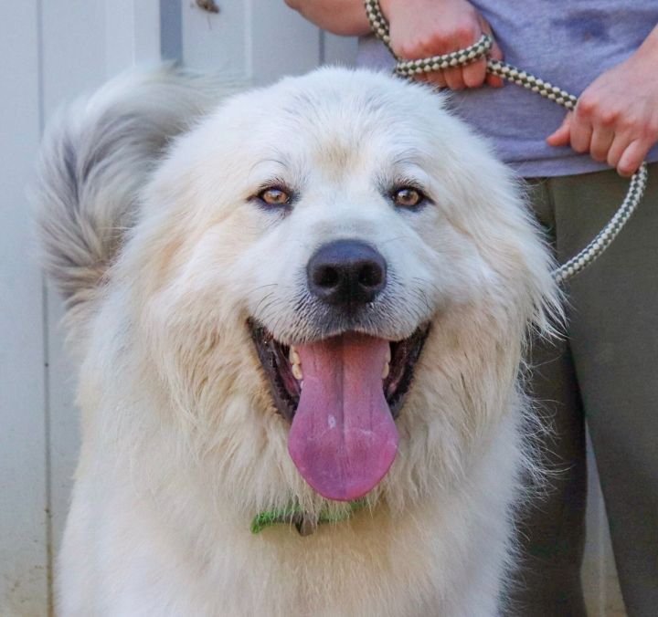 Big fluffy dog rescue shop adoption fee