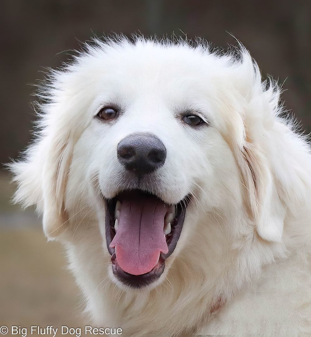 Big fluffy dog on sale rescue adoption fee