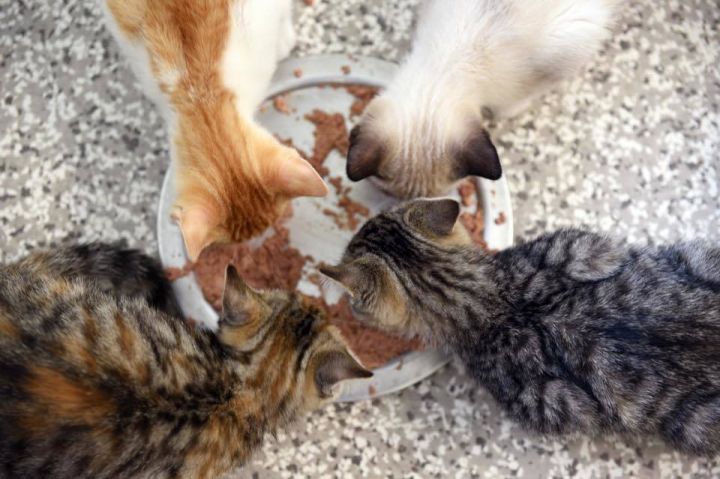 Feeding time in our kitten room.