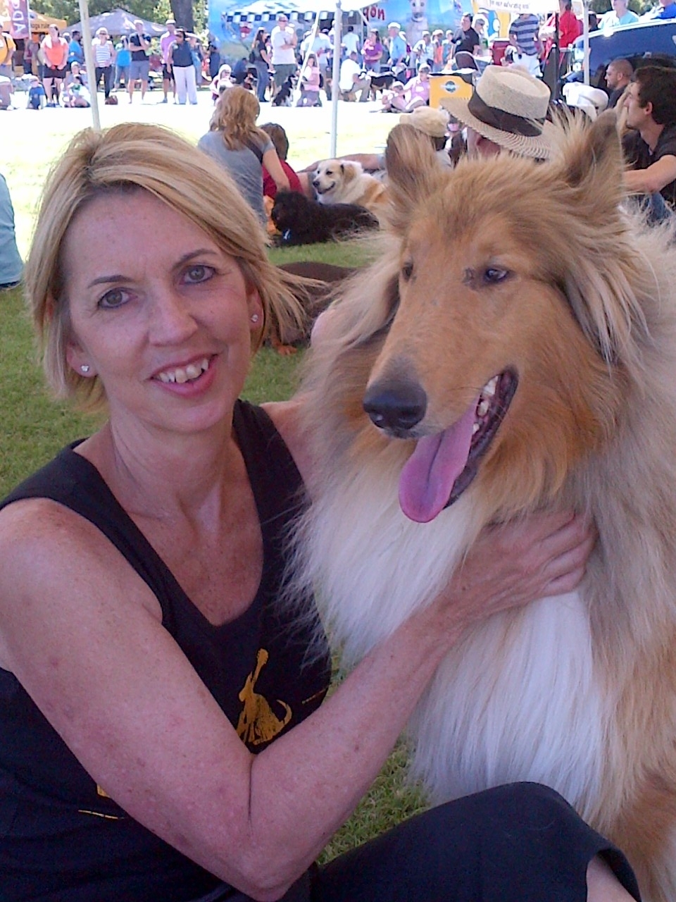 Collie and hot sale sheltie