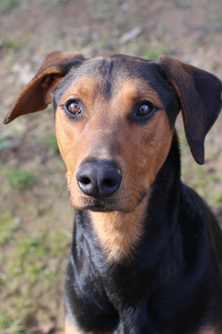 52 HQ Photos Pet Adoption Events Tampa : Adoption Event - Pet Supplies Plus, Bloomington - Warrior ...