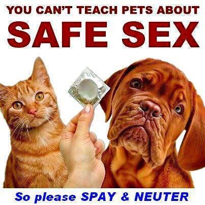 LOW COST SPAY/NEUTER PROGRAM